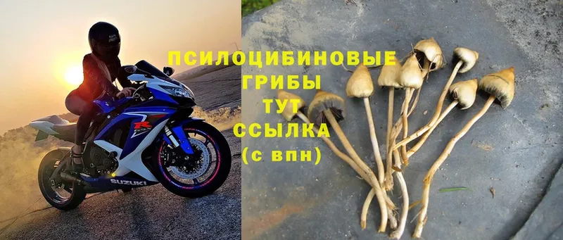 Галлюциногенные грибы Magic Shrooms  Гатчина 